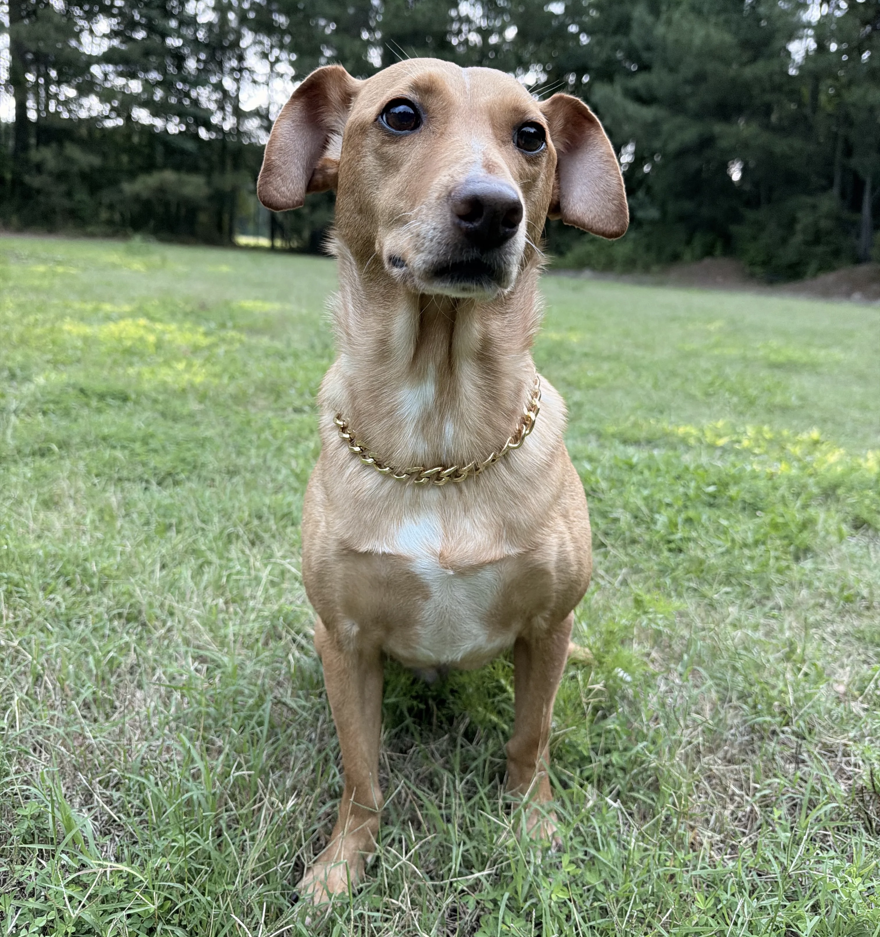 Phoebe